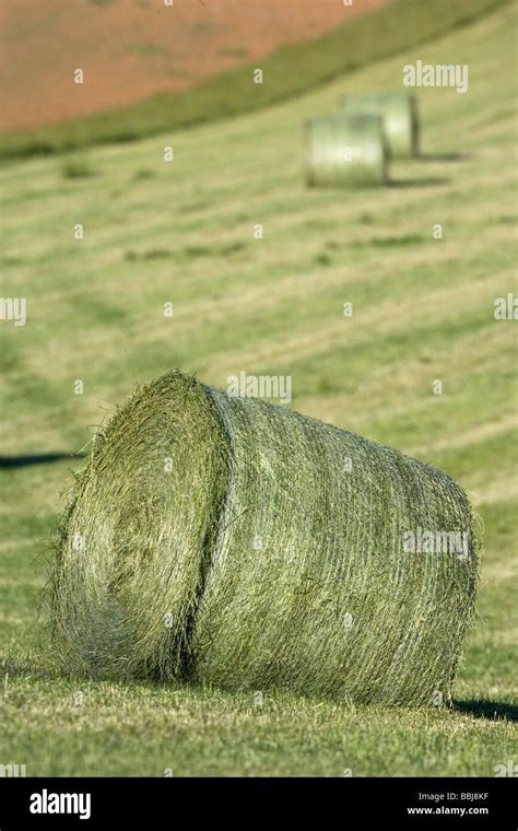 Round Bales Of Silage Stock Photo - Alamy