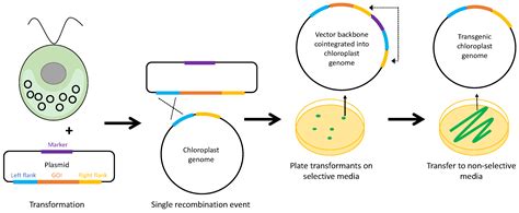 Biology | Free Full-Text | Selectable Markers and Reporter Genes for ...