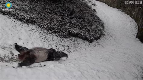 Pandas play in snow in adorable video from Smithsonian's National Zoo ...