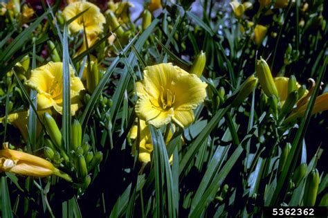 daylily (Genus Hemerocallis)