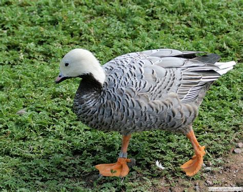 Types of Geese Species, Identify Goose - Wildfowl Photography.