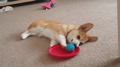 Dogs GIF - Find & Share on GIPHY