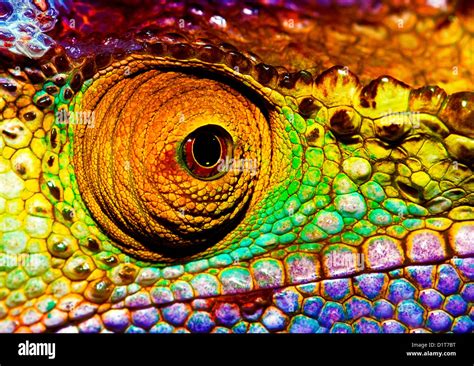 Photo of colorful reptilian eye, closeup head part of chameleon Stock ...