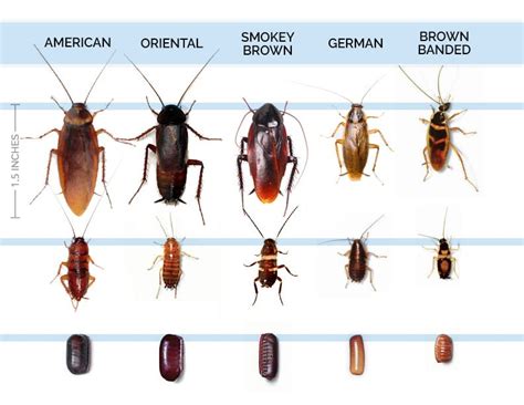 KNOW YOUR ROACHES - Pest Control Jupiter | Termite Control Florida ...