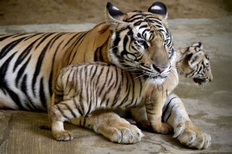 Bengal Tiger Cubs Images