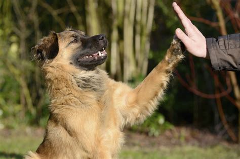 12 Things To Know About Dog Training With Positive Reinforcement