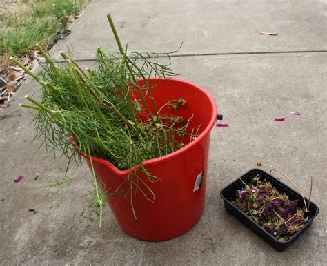 sarah bell smith: collecting cosmos plant seeds