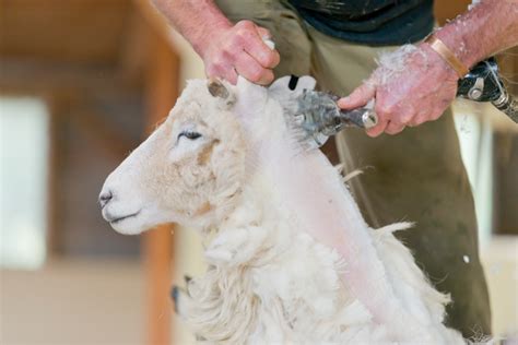 A True experience of New Zealand sheep shearing at The Point