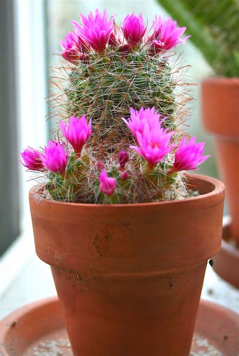 Science with Ms. Seitz: FLOWERING CACTI