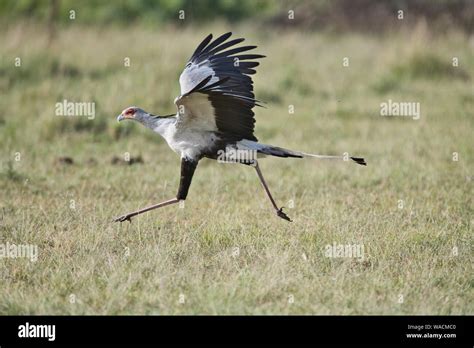 Secretary bird flying hi-res stock photography and images - Alamy