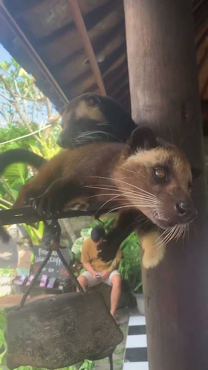 the luak animal, also known as the asian palm civet #bali #vacation # ...