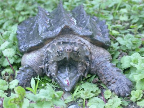 Alligator Snapping Turtle | Reptile & Amphibian Discovery Zoo