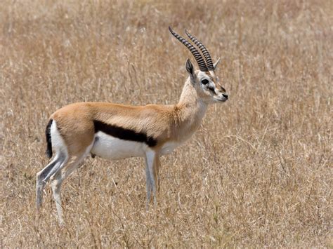 Thomson's Gazelle | The Most Famous Prey Species