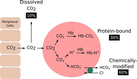 Carbon Dioxide Transport | Pathway Medicine