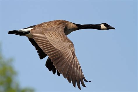 Wild Profile: Meet the Canada goose - Cottage Life