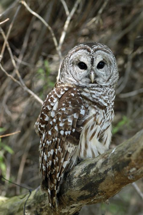 Barred owl | The Raptor Center