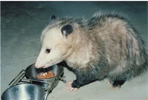 Opossum Eating - Desi Comments