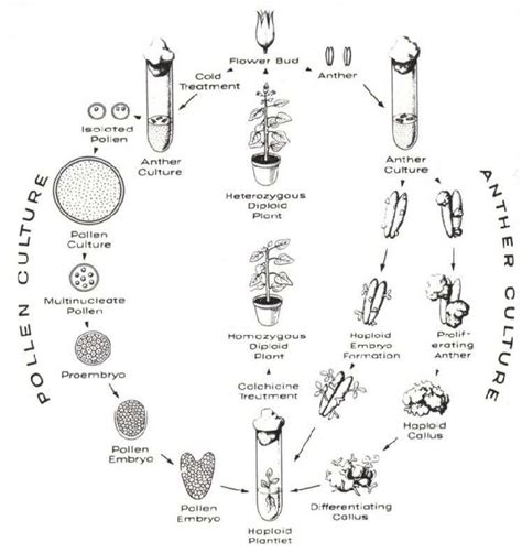 Diagrammatic figure of production haploid plants through pollen and ...