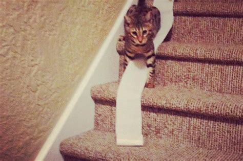 16 Cats Who Are At War With Your Toilet Paper | Cuteness