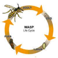 Paper Wasp Life Cycle