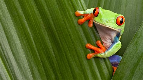 Red Eyed Tree Frog wallpaper | 1600x900 | #14080