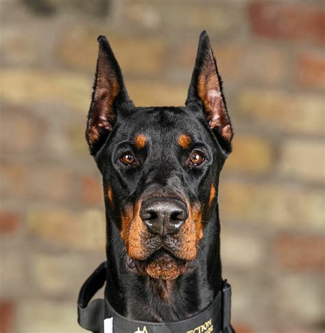 Breed Information And Types Of Doberman Pinschers, 47% OFF