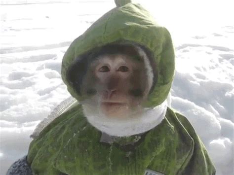 Look At This Adorable Monkey Hop Around In A Snow Suit | Monkeys funny ...