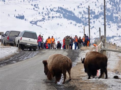 Rick Lamplugh: A Day in the Yellowstone Bison Migration: A Photo Essay