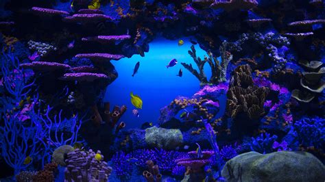 Coral Reef Stones Schooling oF Fish Underwater 4K HD Nature Wallpapers ...