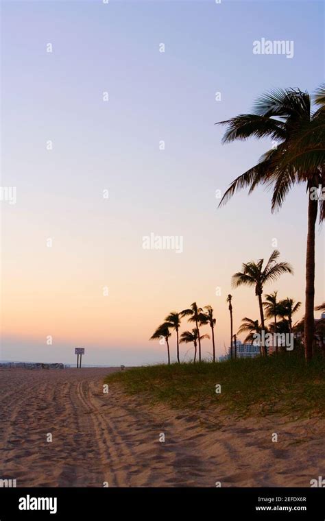 Palm trees on the beach, Miami, Florida, USA Stock Photo - Alamy