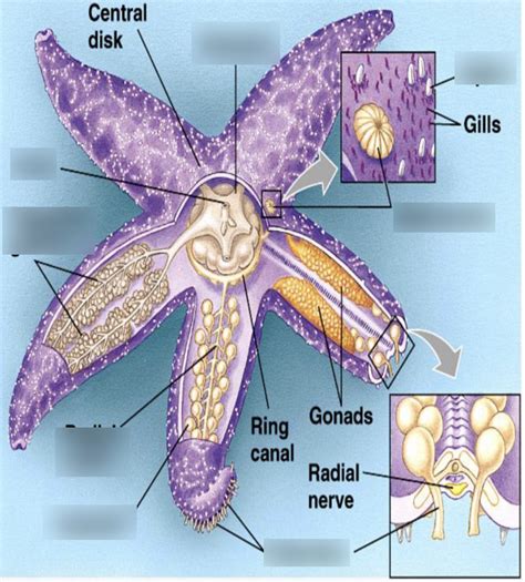 Sea Lily Anatomy