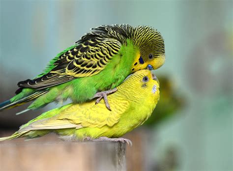 Budgie Courtship and Breeding Behaviour | Nesting and Breeding | Budgie ...