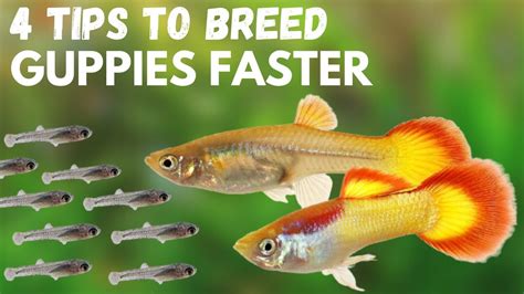 How Do You Breed Guppies