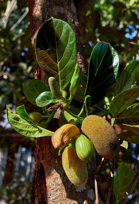 Jackfruit | Description & Uses | Britannica