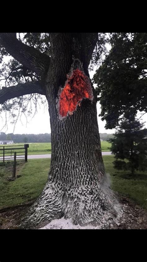 🔥 Tree struck by lightning and burning within its trunk ...