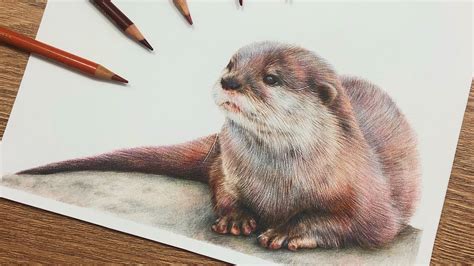 Drawing an OTTER with COLOURED PENCILS - YouTube