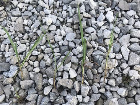 Weed issue - is this nutsedge? | Lawn Care Forum