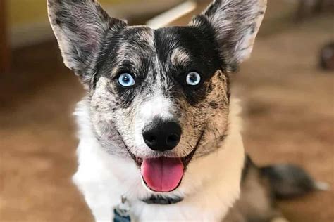 The Corgi Husky Mix – All About The Cutest Mix Of Breeds