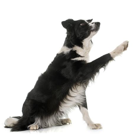 Border Collie Training Secrets | Cuteness