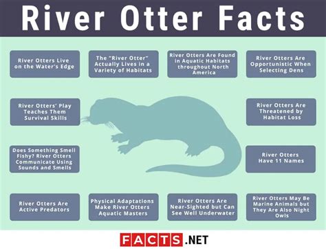 Top 12 River Otter Facts - Diet, Habitat, Anatomy & More | Facts.net ...