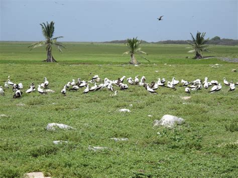 Phoenix Islands Protected Area | Kiribati | Unherit