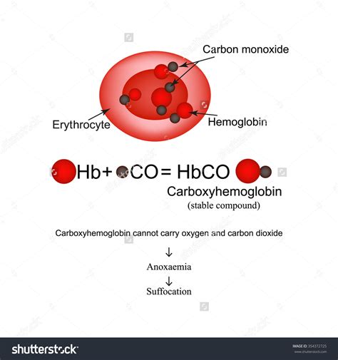 What is mostly present in our blood-- carbaminohaemoglobin or ...