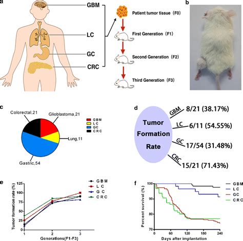 Patient-derived xenograft (PDX) mice model. a Schematic outline of the ...