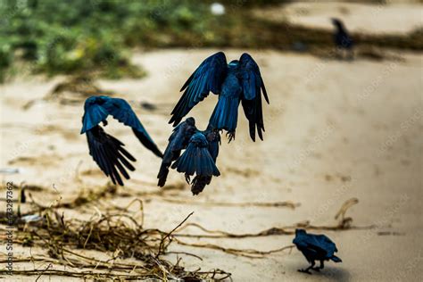 Flock of ravens flying off ground Stock Photo | Adobe Stock