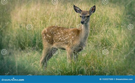 Baby Deer Standing in Long Grass Stock Photo - Image of sonia ...