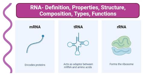 RNA: Properties, Structure, Composition, Types, Functions