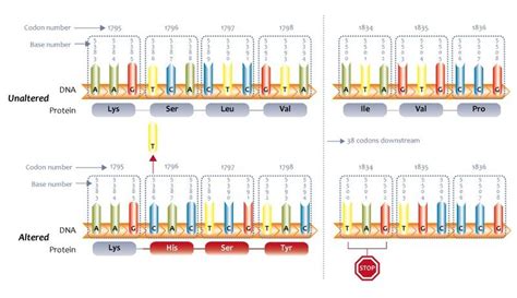 Difference Between Point Mutation and Frameshift Mutation – Pediaa.Com