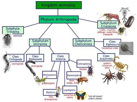 arthropod notes