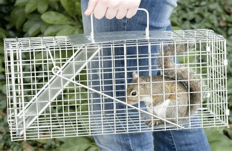 best-squirrel-trap-havahart - Pest Hacks