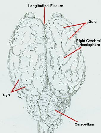 Horse Brains